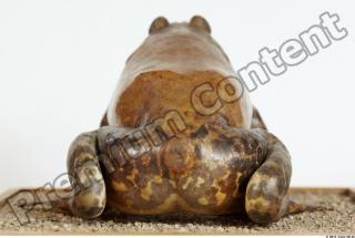 Bullfrog Rana catesbeiana 0046
